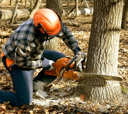 Tree Removal in South Strafford, VT